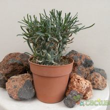 Una foto de Euphorbia schoenlandii