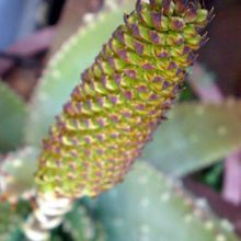 Una foto de Aloe aculeata