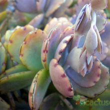 Una foto de Kalanchoe fedtschenkoi