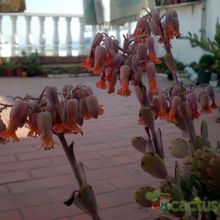 Una foto de Kalanchoe fedtschenkoi