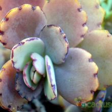 Una foto de Kalanchoe fedtschenkoi