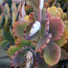 Una foto de Kalanchoe fedtschenkoi