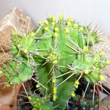 Una foto de Euphorbia fruticosa