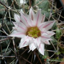 Una foto de Mammillaria melanocentra