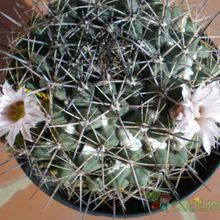Una foto de Mammillaria melanocentra