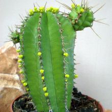 Una foto de Euphorbia fruticosa