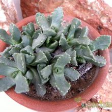 Una foto de Stomatium suricatinum  