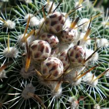 Una foto de Stenocactus crispatus