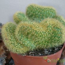 Una foto de Cleistocactus winteri f. crestada