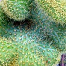 Una foto de Cleistocactus winteri f. crestada
