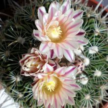 Una foto de Stenocactus crispatus
