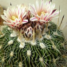 Una foto de Stenocactus crispatus