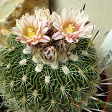 Una foto de Stenocactus crispatus