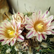 Una foto de Stenocactus crispatus