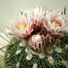 Una foto de Stenocactus crispatus