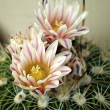 Una foto de Stenocactus crispatus