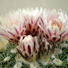 Una foto de Stenocactus crispatus