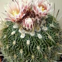 Una foto de Stenocactus crispatus