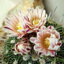 Una foto de Stenocactus crispatus
