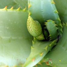 A photo of Aloe marlothii ssp. marlothii