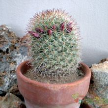 A photo of Mammillaria nunezii