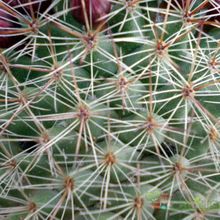 A photo of Mammillaria nunezii