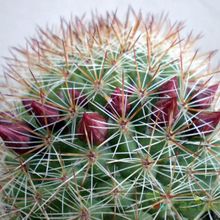 A photo of Mammillaria nunezii