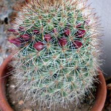 A photo of Mammillaria nunezii