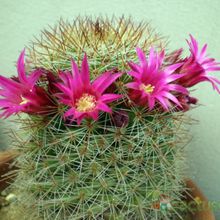 A photo of Mammillaria nunezii