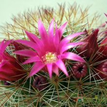 A photo of Mammillaria nunezii