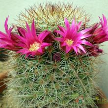 A photo of Mammillaria nunezii
