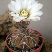 Una foto de Gymnocalycium bodenbenderianum