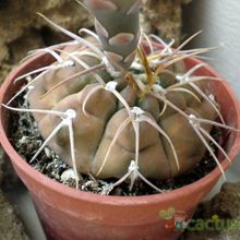 Una foto de Gymnocalycium bodenbenderianum
