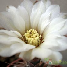 Una foto de Gymnocalycium bodenbenderianum