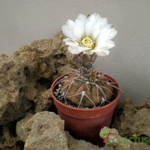 Una foto de Gymnocalycium bodenbenderianum