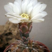 Una foto de Gymnocalycium bodenbenderianum