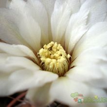 Una foto de Gymnocalycium bodenbenderianum