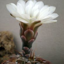 Una foto de Gymnocalycium bodenbenderianum