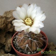 Una foto de Gymnocalycium bodenbenderianum