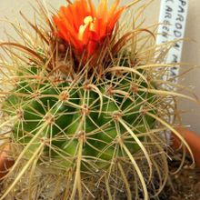 A photo of Parodia maasii