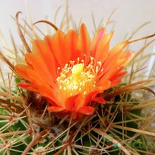 A photo of Parodia maasii