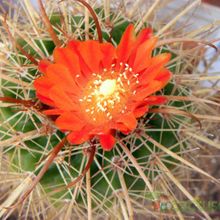 A photo of Parodia maasii