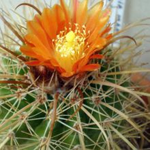 A photo of Parodia maasii