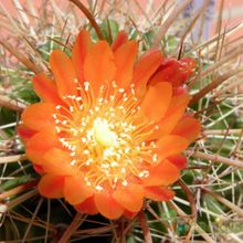 A photo of Parodia maasii