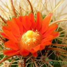 A photo of Parodia maasii