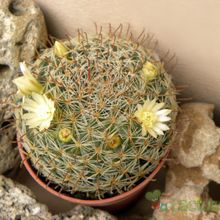 A photo of Mammillaria nana