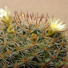 A photo of Mammillaria nana