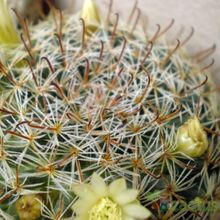 A photo of Mammillaria nana