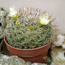 A photo of Mammillaria nana