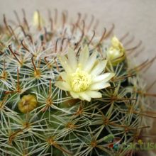 A photo of Mammillaria nana